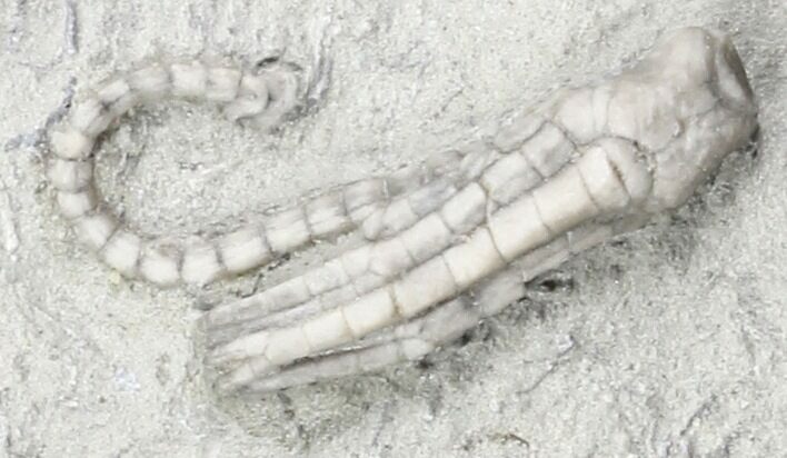 Halysiocrinus Crinoid Fossil - Crawfordsville, Indiana #31326